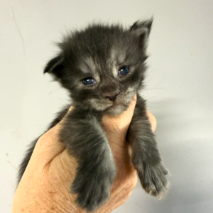 Ash - Black Smoke Male Maine Coon Kitten