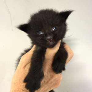 Midnight - Black Male Maine Coon Kitten