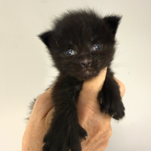 Eclipse - Black Female Poly Maine Coon Kitten