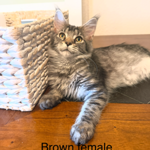 Hazel - Brown Tabby Female Maine Coon Kitten