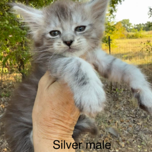 Silver - Silver Male Maine Coon Kitten