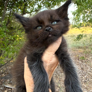 Black Male Maine Coon Kitten