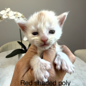 Paprika - Red Shaded Male Poly Maine Coon Kitten