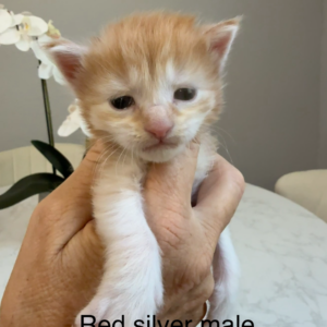Russet - Red Silver Male Maine Coon Kitten