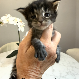Hazel - Brown Tabby Female Maine Coon Kitten