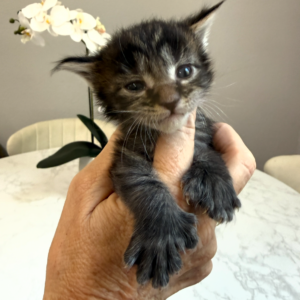 Bramble - Brown Tabby Male Poly Maine Coon Kitten