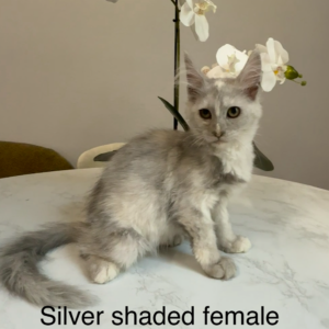 Sylvie - Silver Shaded Female Maine Coon Kitten