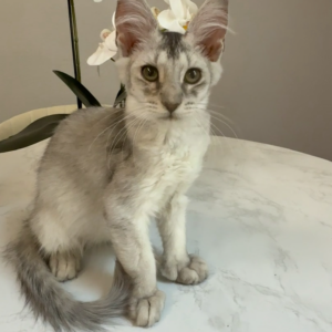 Glacier - Silver Shaded Male Poly Maine Coon Kitten