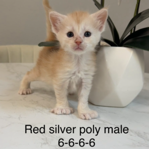 Saffron - Red Silver Male Poly Maine Coon Kitten