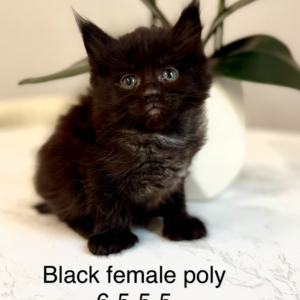 Vesper - Black Female Poly Maine Coon Kitten