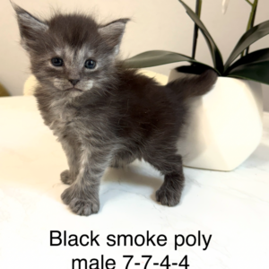 Slate - Black Smoke Male Poly Maine Coon Kitten