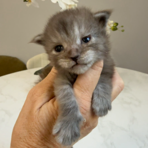Sterling - Blue Male Maine Coon Kitten