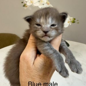 Dusty - Blue Male Maine Coon Kitten
