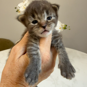 Grayson - Brown Tabby Male Maine Coon Kitten