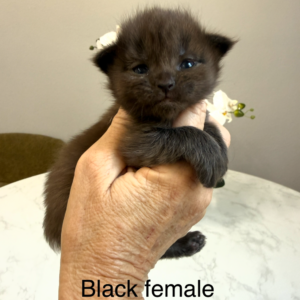 Obsidian - Black Female Maine Coon Kitten