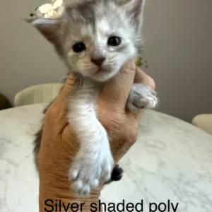 Misty - Silver Shaded Female Poly Maine Coon Kitten