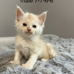 Sherbet - Red Shaded Male Poly Maine Coon Kitten