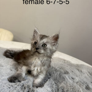 Cinder - Black Smoke Female Poly Maine Coon Kitten
