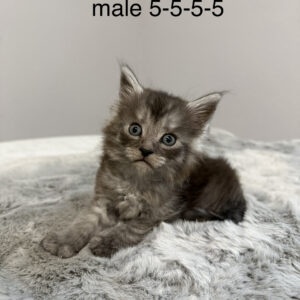 Ash - Black Smoke Male Poly Maine Coon Kitten