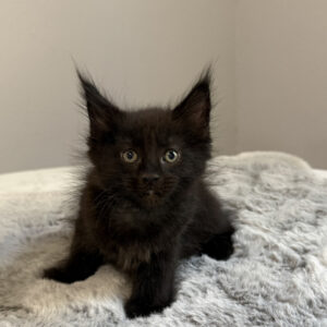 Eclipse - Black Male Maine Coon Kitten