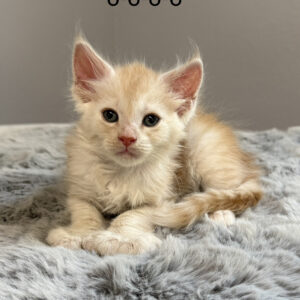 Clementine - Red Silver Male Poly Maine Coon Kitten