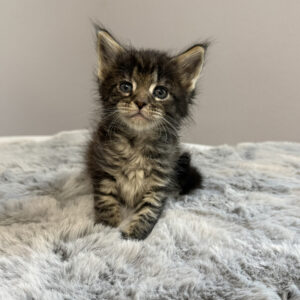 Hazel - Brown Tabby Female Maine Coon Kitten