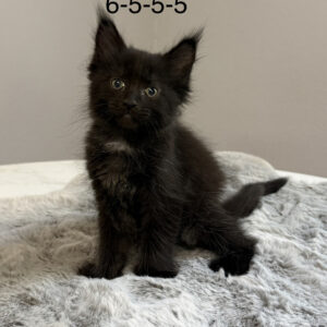 Midnight - Black Female Poly Maine Coon Kitten
