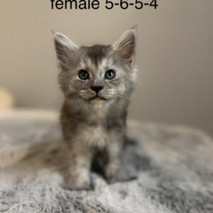 Ember - Black Smoke Female Poly Maine Coon Kitten