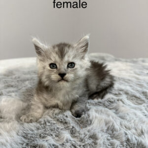 Smokey - Black Smoke Female Maine Coon Kitten
