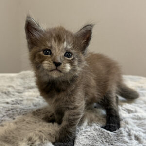 Sterling - Blue Smoke Male Maine Coon Kitten