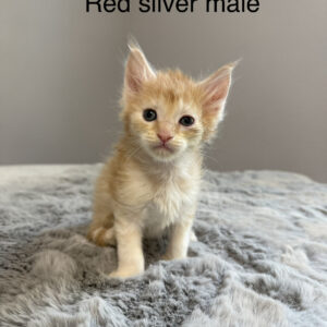 Saffron - Red Silver Male Maine Coon Kitten