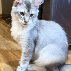 Misty - Silver Female Maine Coon Kitten