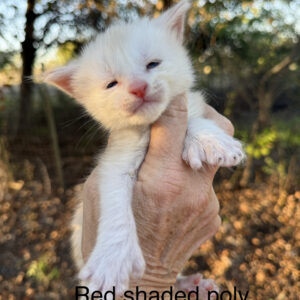 Ginger - Red Shaded Male Poly Maine Coon Kitten