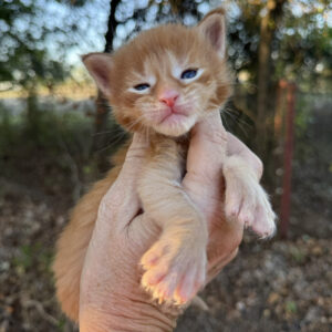 Rusty - Red Male Poly Maine Coon Kitten