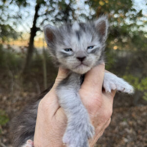 Velvet - Black Smoke Female Poly Maine Coon Kitten