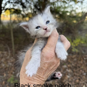 Cinder - Black Smoke Patch Female Maine Coon Kitten