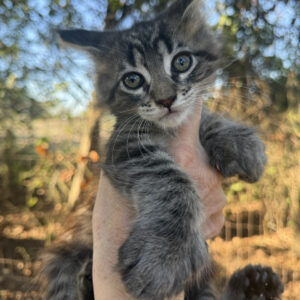 Flint - Brown Tabby Male Poly Maine Coon Kitten