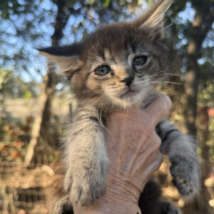Hazel - Brown Tabby Male Maine Coon Kitten