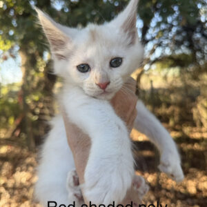 Ivory - Red Shaded Male Poly Maine Coon Kitten
