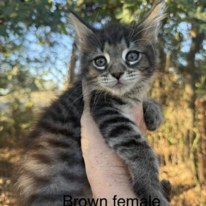 Ember - Brown Tabby Female Maine Coon Kitten