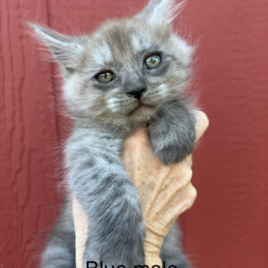 Slate - Blue Male Maine Coon Kitten