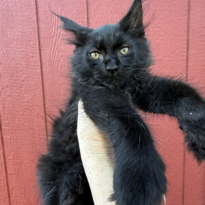 Raven - Black Female Poly Maine Coon Kitten