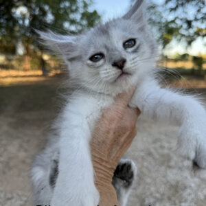 Glacier - Silver Female Poly Maine Coon Kitten