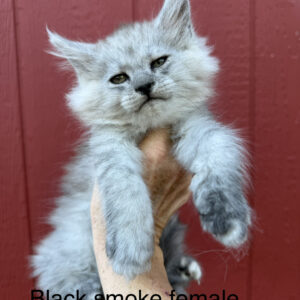 Ash - Black Smoke Female Maine Coon Kitten