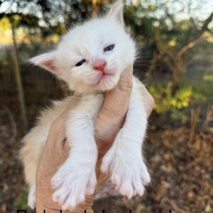 Blizzard - Red Shaded Male Poly Maine Coon Kitten
