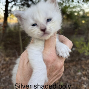 Crystal - Silver Shaded Female Poly Maine Coon Kitten