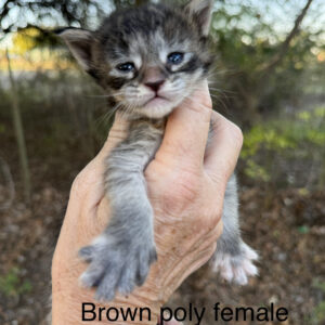 Pepper - Brown Tabby Female Poly Maine Coon Kitten